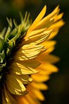 sunflower flower background beautiful wallpaper plant yellow petals stock photo