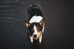 border collie dog mammal animal pet canine water stock photo