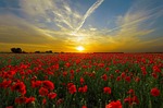sunset poppies field red poppy flowers meadow flower stock photo