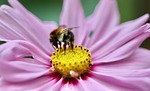 bumblebee cosmea field insect pollination cosmos flower jewelry stock photo