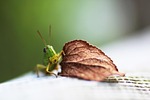 grasshopper insect leaf nature stock photo