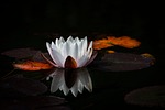 flower lotus pond background white nature water lily stock photo