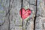 heart tree engraving love nature bark stock photo