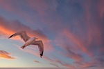 sunset gull bird wing clouds nature afterglow stock photo