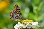 butterfly fritillary blossom bloom zinnia garden summer nature stock photo