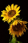 sunflowers samsung wallpaper flowers blossoms iphone floral mobile stock photo