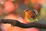 robin nature bird on ast in the garden stock photo