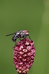 insect fly wiesenknopf blossom bloom nature stock photo