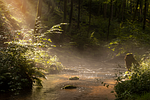 fall summer forest flow fog sunbeams nature stock photo