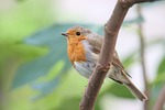 robin bird animal european redbreast songbird wildlife plumage stock photo