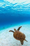 green sea turtle reptile animal ocean underwater endangered stock photo
