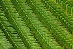 silkworm leaves surface structure veins green nature stock photo