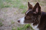 border collie dog animal mammal pet canine cute stock photo