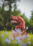 irish setter flower background dog pet animal canine stock photo