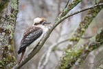 laughing kookaburra bird dacelo novaeguineae animal bill beak stock photo