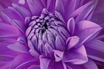 dahlia free wallpaper full hd nature lilac flower stock photo