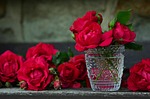 roses red vase flower floral flowers petals beautiful stock photo