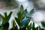 plant spider web cobweb leaves nature halloween stock photo