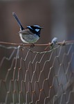 superb fairywren wren bird malurus cyaneus blue wildlife stock photo