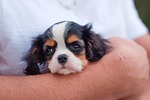dog puppy cavalier king charles spaniel pet animal stock photo
