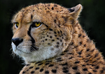 cheetah animal mammal feline wild cat big carnivore stock photo