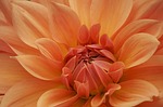 flower plants dahlia bloom close-up macro nature background stock photo
