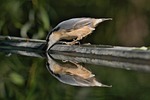bird ornithology sitta europaea eurasian nuthatch water reflection stock photo