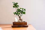 living room quiet houseplant bonsai tree stock photo