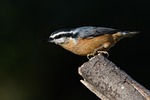 red-breasted nuthatch bird animal beak feathers plumage wildlife stock photo