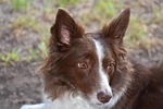 border collie dog animal mammal canine pet nature stock photo