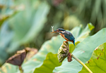 bird kingfisher fish nature waterfowl water close up stock photo