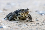 frog amphibian animal wilderness wildlife nature close up stock photo