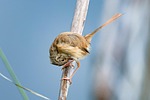 bird wren wildlife reeds fairywren nature stock photo