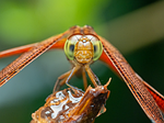 dragonfly wings eyes closeup twig dew nature stock photo