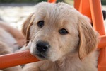 dog puppy golden retriever pet canine mammal domestic stock photo
