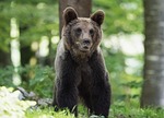 bear nature forest trees animal woods wildlife wild stock photo