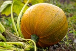 pumpkin garden squash nature vegetable food plant harvest stock photo