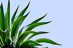 agave plant nature flora leaves stock photo
