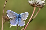common blue butterfly insect wing nature close up stock photo