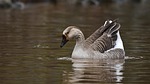 goose waterfowl water lake avian nature ornithology stock photo
