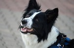 border collie dog nature domestic animal herding mammal stock photo