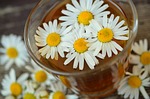 chamomile tea drink blossoms herbal medicine medicinal herbs stock photo