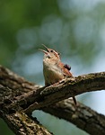 bird wren carolina songbird feathers wind nature stock photo