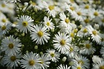 aster white flowers beautiful flower background autumn nature stock photo