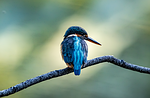 bird kingfisher waterfowl beak feathers plumage nature stock photo