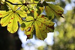 autumn forest nature leaves tree chestnut discoloration botany stock photo
