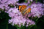 butterfly close up nature blossom bloom garden stock photo