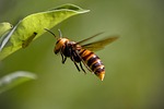 asian giant hornet insect flying catch prey stock photo