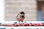 bird sparrow ornithology species fauna avian nature wildlife stock photo
