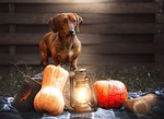 dog dachshund pet pumpkins lamp animal autumn nature stock photo